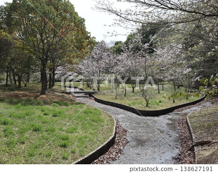 神戶市、西區、西神中央、西神中央公園、櫻花等 138627191