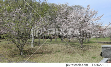 神戶市、西區、西神中央、西神中央公園、櫻花等 138627192