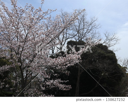 Kobe City, Nishi Ward, Seishin-Chuo, Seishin-Chuo Park, cherry blossoms, etc. 138627232