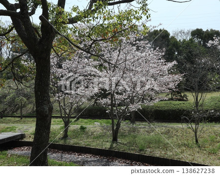 神戶市、西區、西神中央、西神中央公園、櫻花等 神戶市、西區、西神中央、西神中央公園、櫻花等 138627238