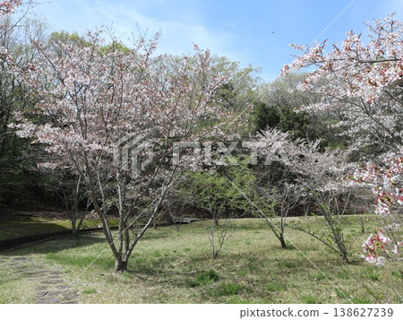 Kobe City, Nishi Ward, Seishin-Chuo, Seishin-Chuo Park, cherry blossoms, etc. Kobe City, Nishi Ward, Seishin-Chuo, Seishin-Chuo Park, cherry blossoms, etc. 138627239