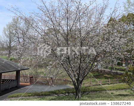 神戶市、西區、西神中央、西神中央公園、櫻花等 138627240