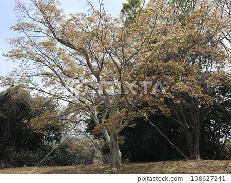 神戶市、西區、西神中央、西神中央公園、櫻花等 神戶市、西區、西神中央、西神中央公園、櫻花等 138627241
