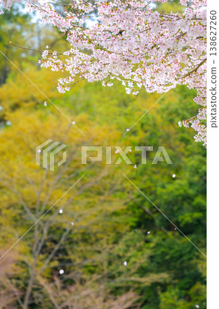 Cherry blossoms falling 138627260