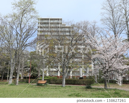 神戶市、西區、西神中央、西神中央公園、櫻花等 138627261