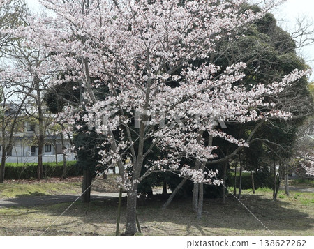 神戶市、西區、西神中央、西神中央公園、櫻花等 138627262