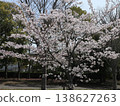 Kobe City, Nishi Ward, Seishin-Chuo, Seishin-Chuo Park, cherry blossoms, etc. 138627263
