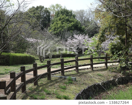 神戶市、西區、西神中央、西神中央公園、櫻花等 138627264