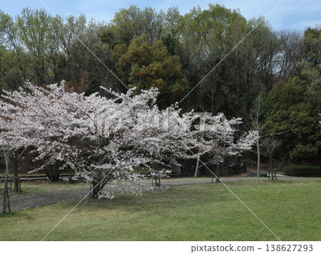 Kobe City, Nishi Ward, Seishin-Chuo, Seishin-Chuo Park, cherry blossoms, etc. Kobe City, Nishi Ward, Seishin-Chuo, Seishin-Chuo Park, cherry blossoms, etc. 138627293