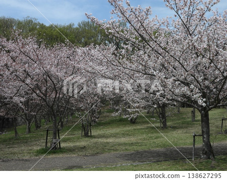 Kobe City, Nishi Ward, Seishin-Chuo, Seishin-Chuo Park, cherry blossoms, etc. 138627295