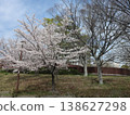 Kobe City, Nishi Ward, Seishin-Chuo, Seishin-Chuo Park, cherry blossoms, etc. 138627298