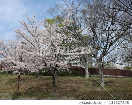 Kobe City, Nishi Ward, Seishin-Chuo, Seishin-Chuo Park, cherry blossoms, etc. Kobe City, Nishi Ward, Seishin-Chuo, Seishin-Chuo Park, cherry blossoms, etc. 138627298