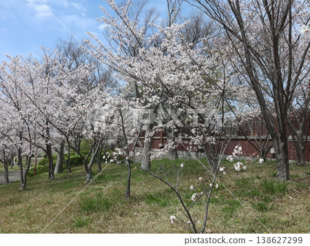 神戶市、西區、西神中央、西神中央公園、櫻花等 神戶市、西區、西神中央、西神中央公園、櫻花等 138627299
