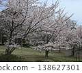 Kobe City, Nishi Ward, Seishin-Chuo, Seishin-Chuo Park, cherry blossoms, etc. 138627301