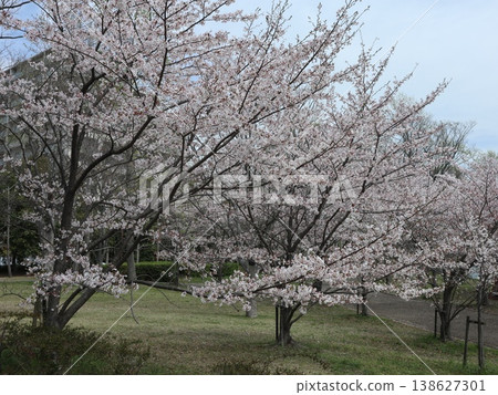 Kobe City, Nishi Ward, Seishin-Chuo, Seishin-Chuo Park, cherry blossoms, etc. 138627301