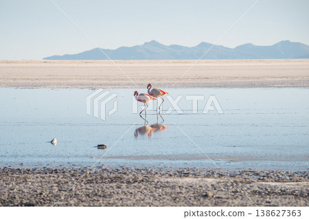 flamingos at salt flats flamingos at salt flats 138627363