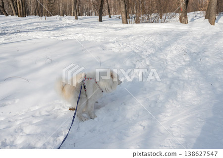 A Samoyed dog poops during a winter walk. 138627547