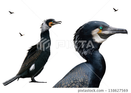 cormorant with spread wings isolated on white background cormorant with spread wings isolated on white background 138627569