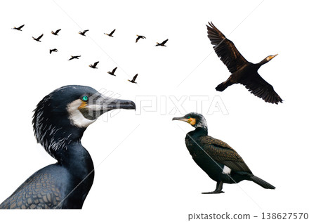 cormorant with spread wings isolated on white background 138627570