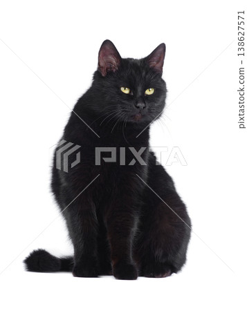 Black cat with green eyes isolated on white background Black cat with green eyes isolated on white background 138627571
