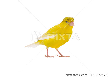 canary isolated on white background canary isolated on white background 138627573