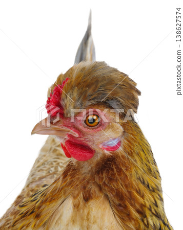 chicken isolated on white background 138627574