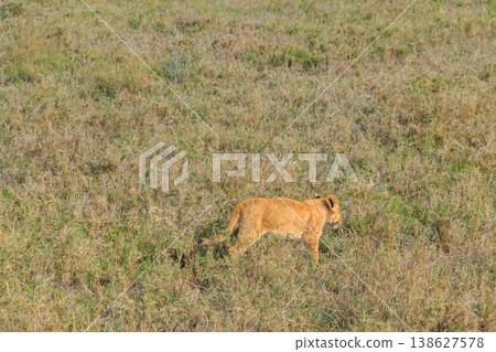 Lion cub (Panthera leo) walking in savannah in Serengeti national park, Tanzania 138627578
