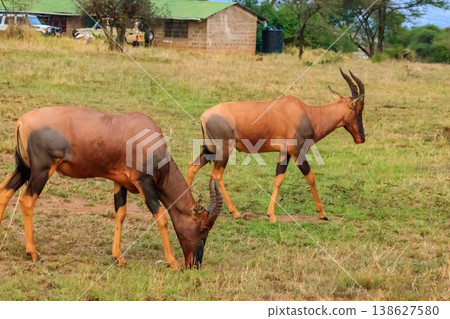 Topi antelope (Damaliscus lunatus jimela ) in Serengeti national park in Tanzania, Africa Topi antelope (Damaliscus lunatus jimela ) in Serengeti national park in Tanzania, Africa 138627580