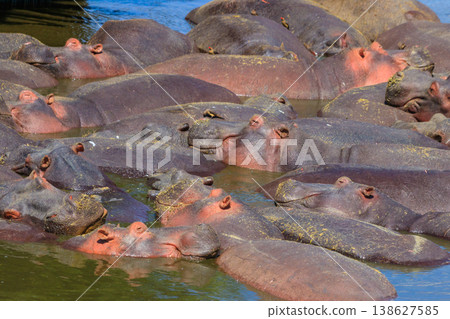 Group of hippos (Hippopotamus amphibius) in a river in Serengeti National Park, Tanzania. Wildlife of Africa Group of hippos (Hippopotamus amphibius) in a river in Serengeti National Park, Tanzania. Wildlife of Africa 138627585