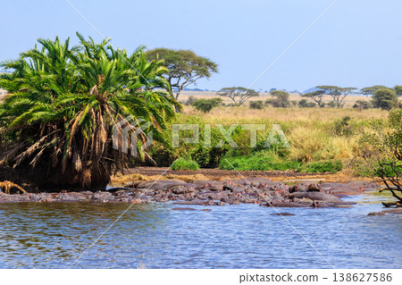 Group of hippos (Hippopotamus amphibius) in a river in Serengeti National Park, Tanzania. Wildlife of Africa Group of hippos (Hippopotamus amphibius) in a river in Serengeti National Park, Tanzania. Wildlife of Africa 138627586