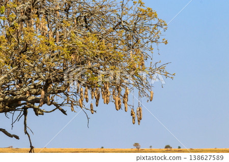 Sausage tree (Kigelia africana) in Serengeti national park, Tanzania 138627589