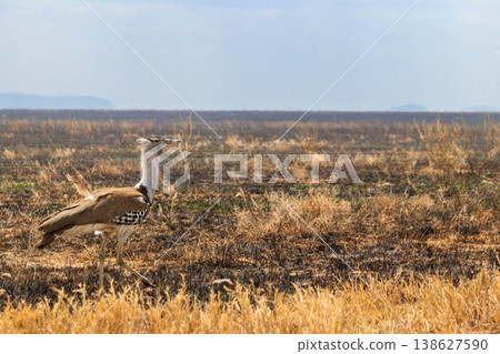 Kori bustard (Ardeotis kori) walking in dry savannah in Serengeti National Park, Tanzania 138627590