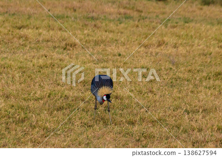 Grey crowned crane (Balearica Regulorum) in Ngorongoro crater national park, Tanzania. Wildlife of Africa 138627594