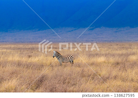 Zebra in savanna in Ngorongoro Crater National park in Tanzania. Wildlife of Africa Zebra in savanna in Ngorongoro Crater National park in Tanzania. Wildlife of Africa 138627595