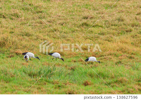 African sacred ibises (Threskiornis aethiopicus) in Ngorongoro crater national park, Tanzania 138627596