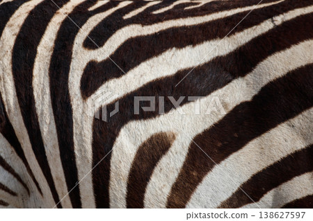 Texture of the zebra skin for background 138627597
