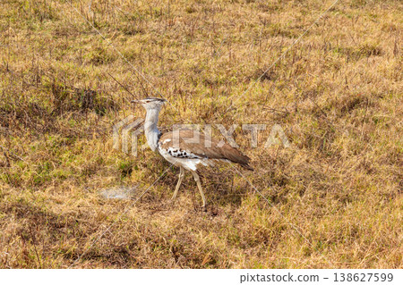 Kori bustard (Ardeotis kori) walking in dry savannah in Serengeti National Park, Tanzania Kori bustard (Ardeotis kori) walking in dry savannah in Serengeti National Park, Tanzania 138627599