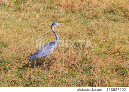 Black-headed heron (Ardea melanocephala) in dry grass in Ngorongoro Crater National Park, Tanzania Black-headed heron (Ardea melanocephala) in dry grass in Ngorongoro Crater National Park, Tanzania 138627602