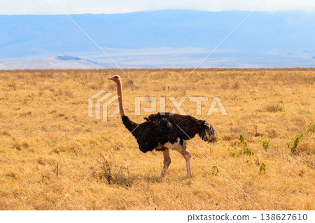 Male ostrich (Struthio camelus) in savanna in Ngorongoro Crater National park in Tanzania. Wildlife of Africa Male ostrich (Struthio camelus) in savanna in Ngorongoro Crater National park in Tanzania. Wildlife of Africa 138627610