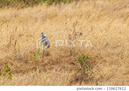 Black-headed heron (Ardea melanocephala) eating eastern green mamba (Dendroaspis angusticeps) snake in dry grass in Ngorongoro Crater National Park, Tanzania Black-headed heron (Ardea melanocephala) eating eastern green mamba (Dendroaspis angusticeps) snake in dry grass in Ngorongoro Crater National Park, Tanzania 138627612