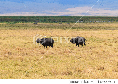 African buffalos or Cape buffalos (Syncerus caffer) in Ngorongoro Crater National Park in Tanzania. Wildlife of Africa African buffalos or Cape buffalos (Syncerus caffer) in Ngorongoro Crater National Park in Tanzania. Wildlife of Africa 138627613