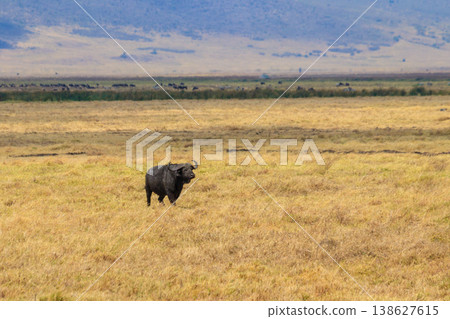 African buffalo or Cape buffalo (Syncerus caffer) in Ngorongoro Crater National Park in Tanzania. Wildlife of Africa 138627615