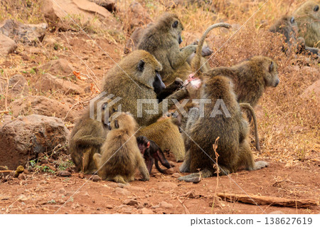 Group of olive baboons (Papio anubis), also called the Anubis baboons, in Lake Manyara National Park in Tanzania Group of olive baboons (Papio anubis), also called the Anubis baboons, in Lake Manyara National Park in Tanzania 138627619