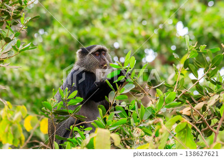 Blue monkey or diademed monkey (Cercopithecus mitis) on a tree in Lake Manyara National Park in Tanzania 138627621