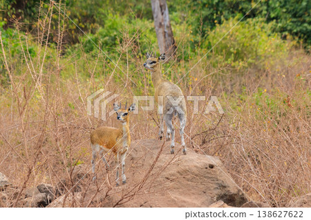 Kirk's dik-dik (Madoqua kirkii) in Lake Manyara national park, Tanzania Kirk's dik-dik (Madoqua kirkii) in Lake Manyara national park, Tanzania 138627622