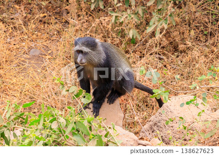 Blue monkey or diademed monkey (Cercopithecus mitis) in Lake Manyara National Park in Tanzania 138627623