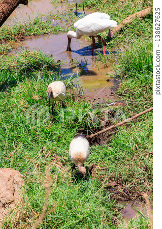 African sacred ibises (Threskiornis aethiopicus) in Lake Manyara National Park, Tanzania 138627625