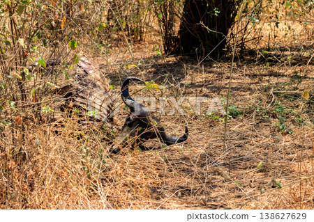 Skeleton of wildebeest lying in dry grass on a meadow Skeleton of wildebeest lying in dry grass on a meadow 138627629