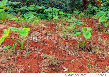 African white yam plants (Dioscorea rotundata) growing on plantation 138627641