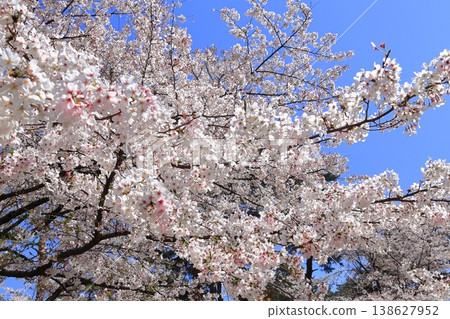 Omiya Park: Cherry blossoms in full bloom Omiya Park: Cherry blossoms in full bloom 138627952